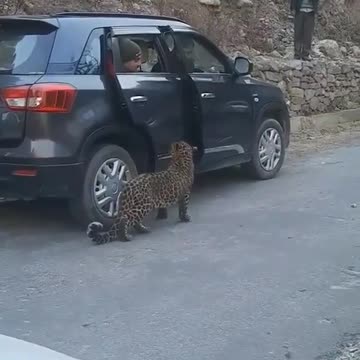 Viral video with leopard