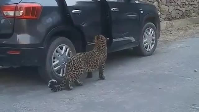 Viral video with leopard