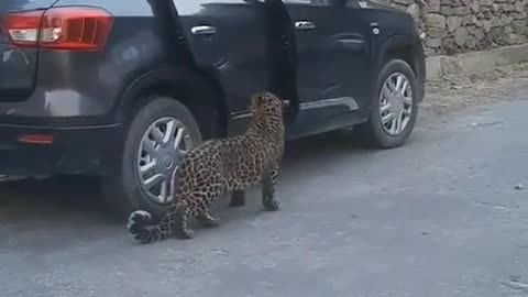 Viral video with leopard