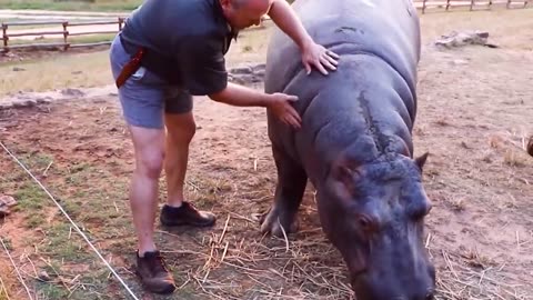 Animals Reunited With Owners After Years !