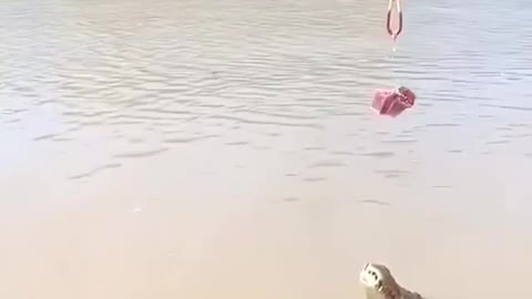Aligator never knows how much he can jump