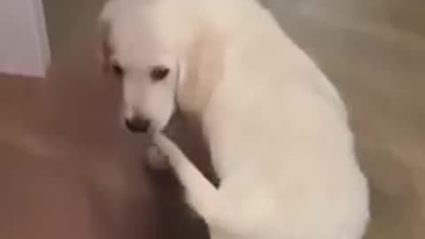 I think this dog found a toy