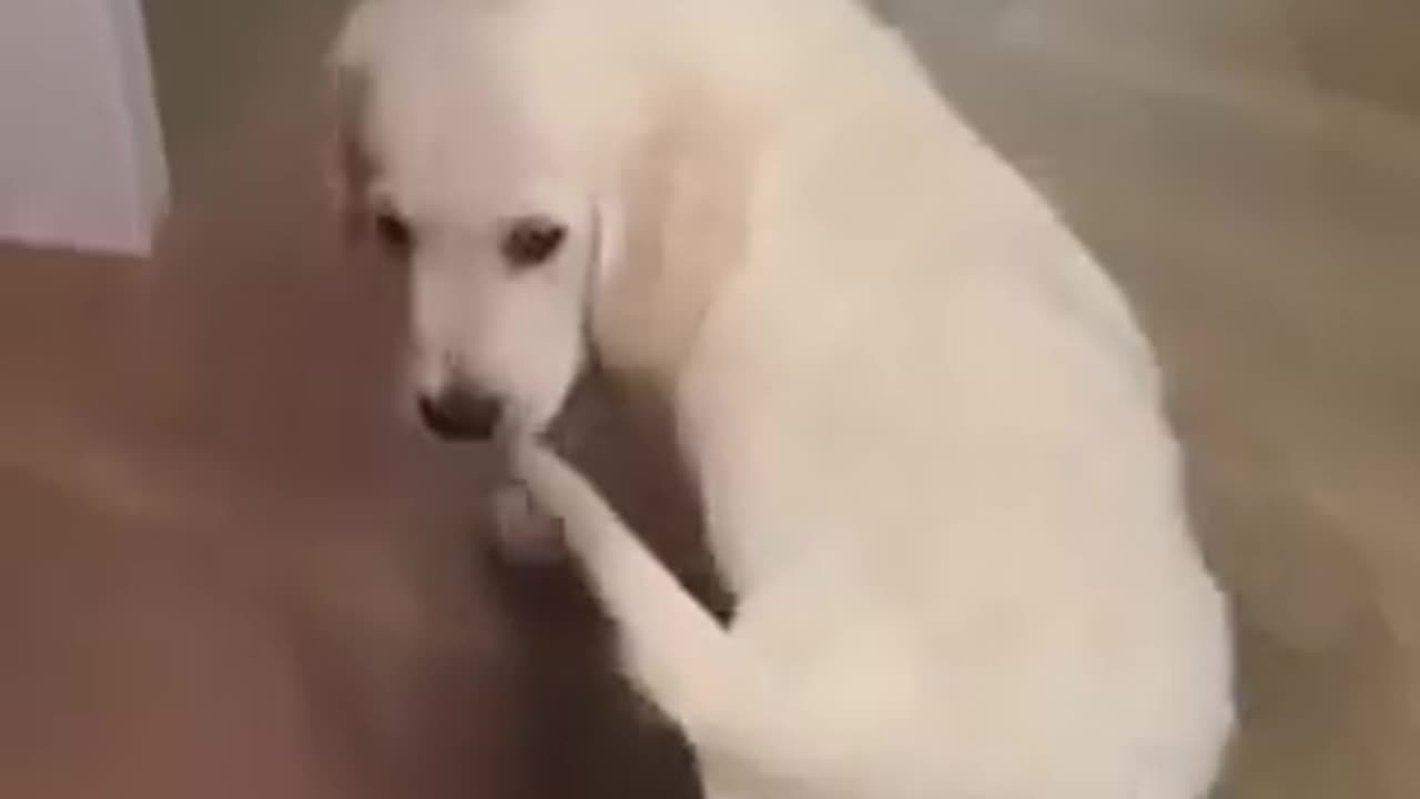 I think this dog found a toy