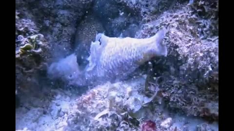 Moray Eel Having a Snack