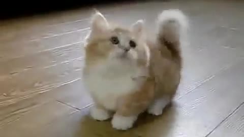 short-legged cat