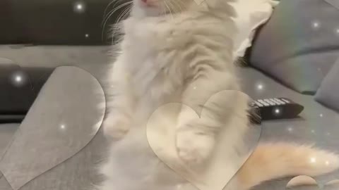 Lovely 🌹 Cat 😺