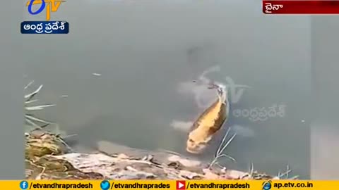 Check these out fish with human like face spoted in chinese village
