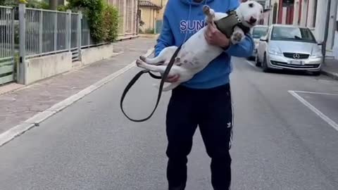 dogs#pet
