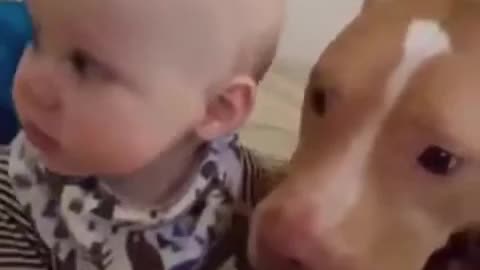 PITBULL- BABY- SO CUTE- ANIMAL 🐶