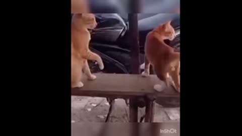 The best short videos of strange animals