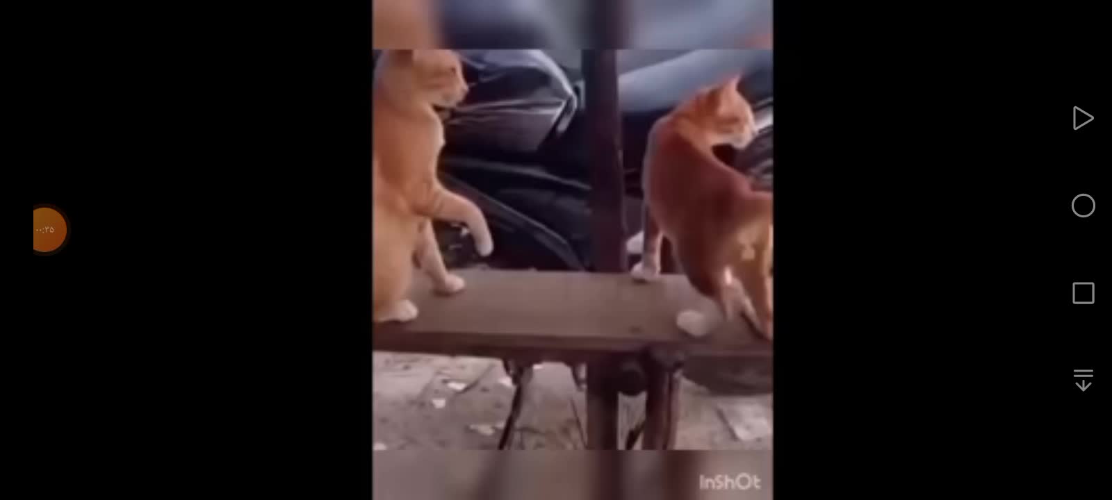 The best short videos of strange animals