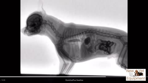 Watch a dog eat in X-Ray