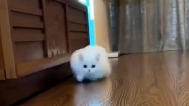 7.so cute😍😍 from tiktok @beaticutecats #shorts