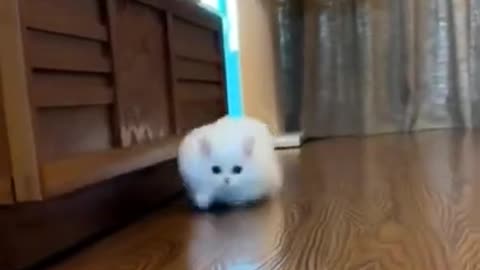 7.so cute😍😍 from tiktok @beaticutecats #shorts