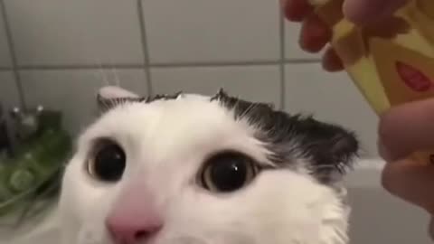 my cat taking a bath 😹😹