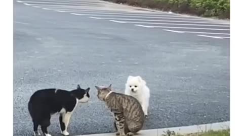 Follow for more @catsvdogCredit