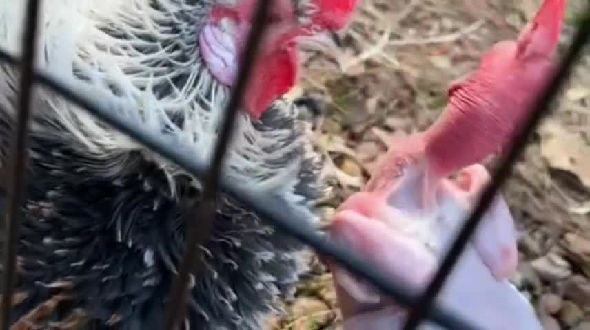 Funny animals.