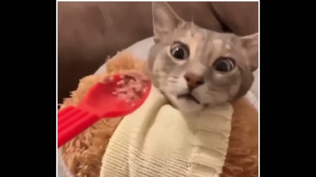 Funniest Cats 😹 - Don't try to hold back Laughter 😂