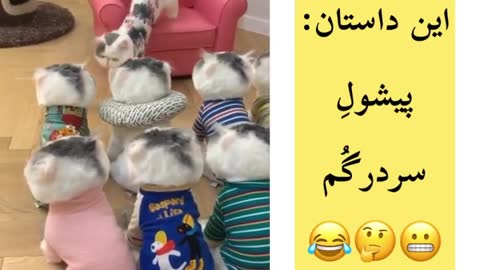 Confused cat