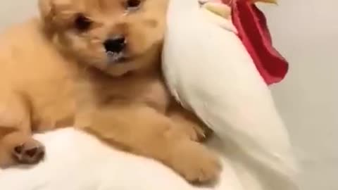 Cute Brown Puppy on the White Hen #shorts #puppy #cute #animals #CuteO