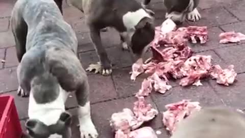 Pitbull lover