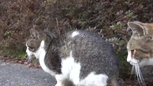 Cat that cuts in front of camera when trying to shoot another cat