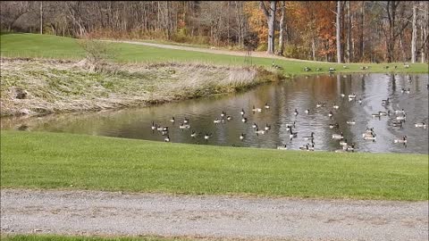 On The Phillips' Pond