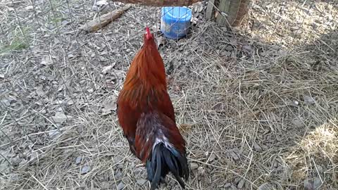 Pita (Rooster)