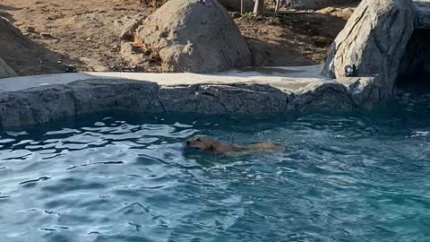 Doggy Takes an Unexpected Slide Into Pool