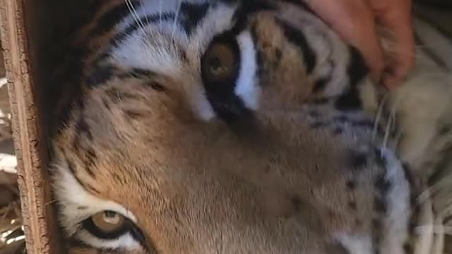 Harvest always needs a boop