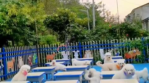Too many furry kids
