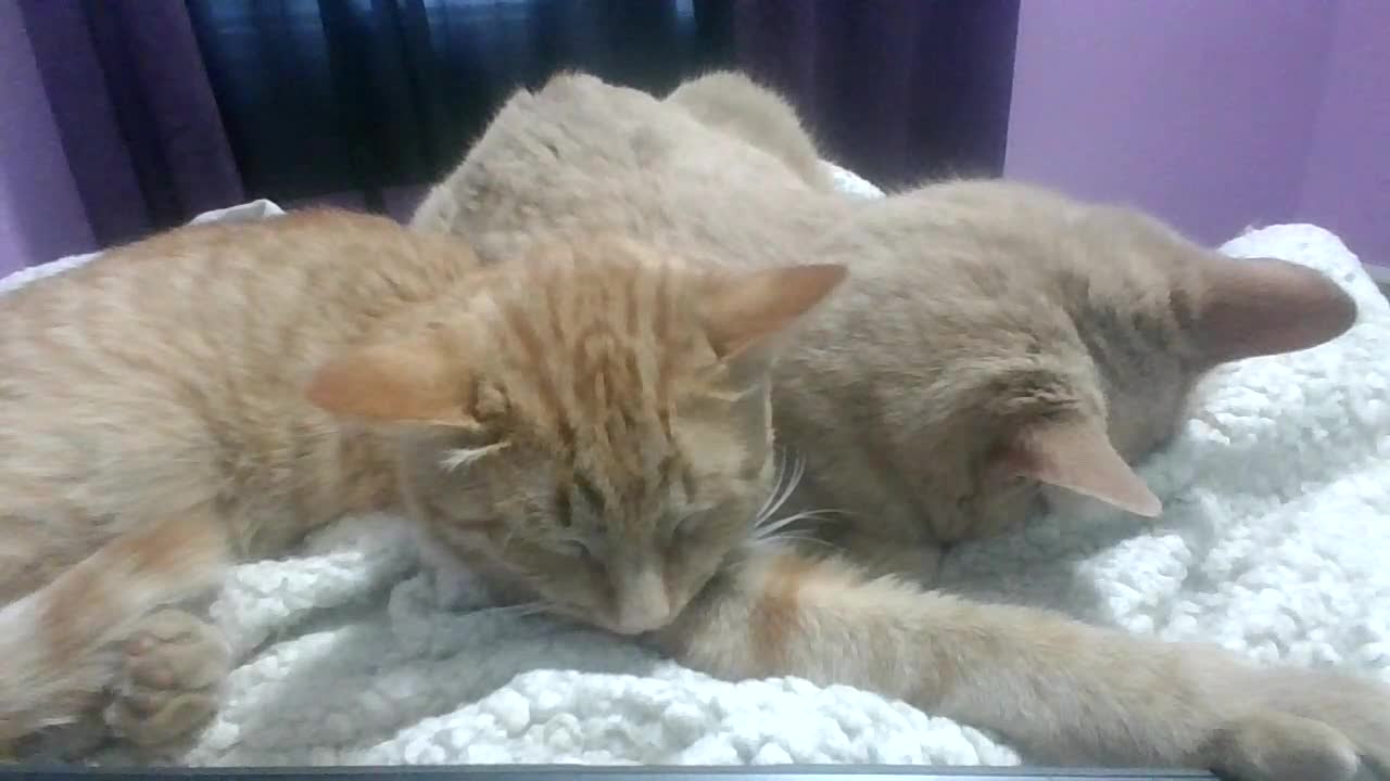Beefy drinks as Bonkers dreams of blind chubby mice.