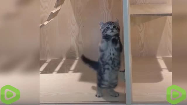 Adorable Cat Loves to Dance. Short Video. Funny Baby Cat. #cat #cute #funny