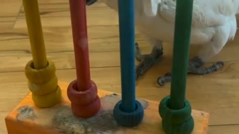 A clever parrot show perform