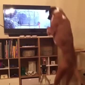 Dog smart and tv smart