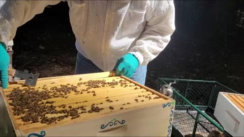 The Santorini Bee Hive, September 26th