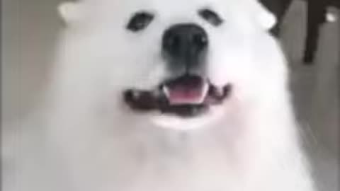 Cute dog and bird friendship