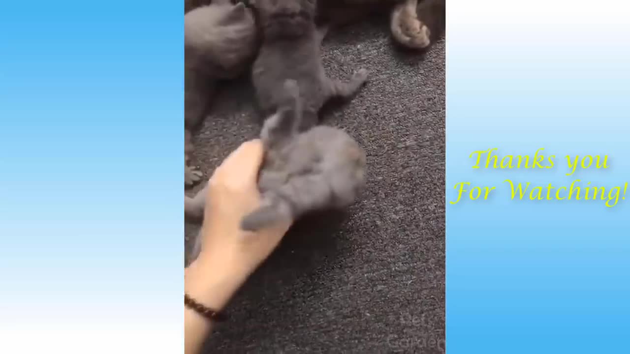 Watch pets being cute and funny