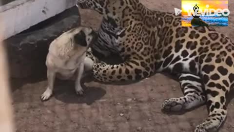 Jaguar play with dog!