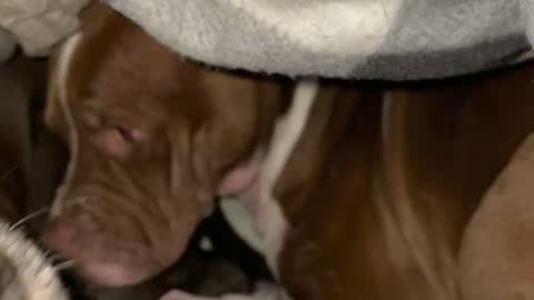 Lovable Pitts