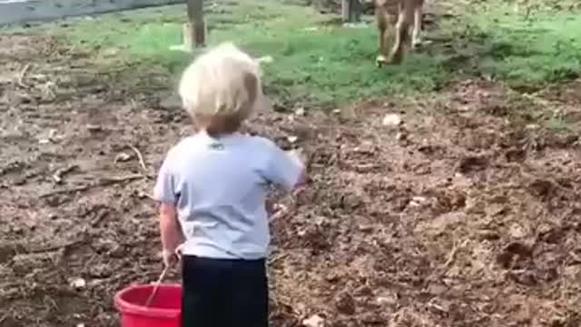 Friendship Cow and human