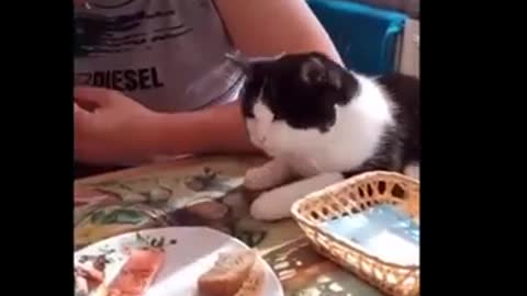 Beautiful and funny clips with domestic animals