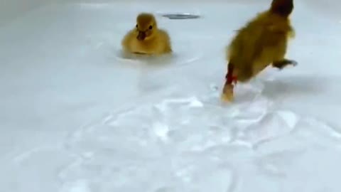 Three little yellow ducks chasing each other.