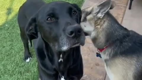 dogs and all animal
