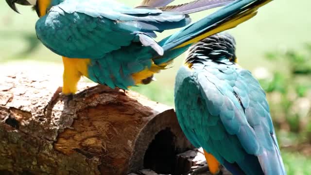 Beautiful birds12