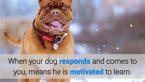 How to tarin the dog#best training video