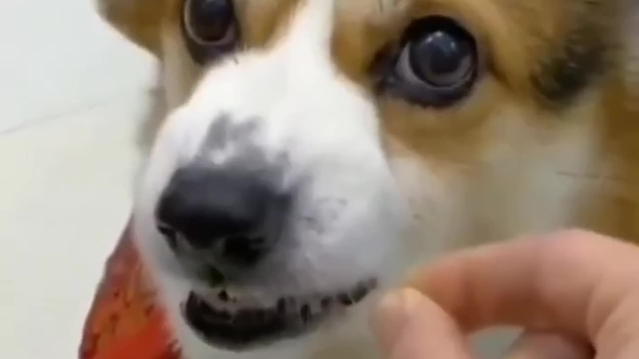 New animals funny video 2023 dogs cuity and lovely