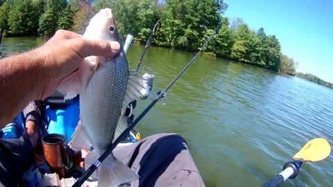 WHITE PERCH BIGEST ONE SO FAR IN 2021