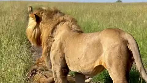 Relationship in the lion family