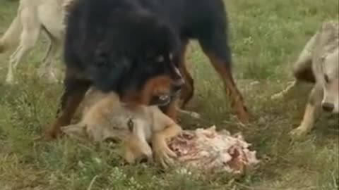 Black dogs aren't tough enough